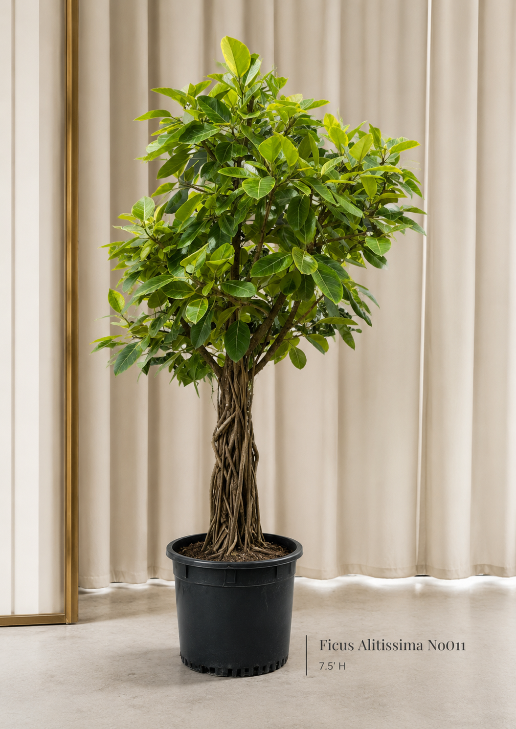 Ficus Altissima (yellow gem)