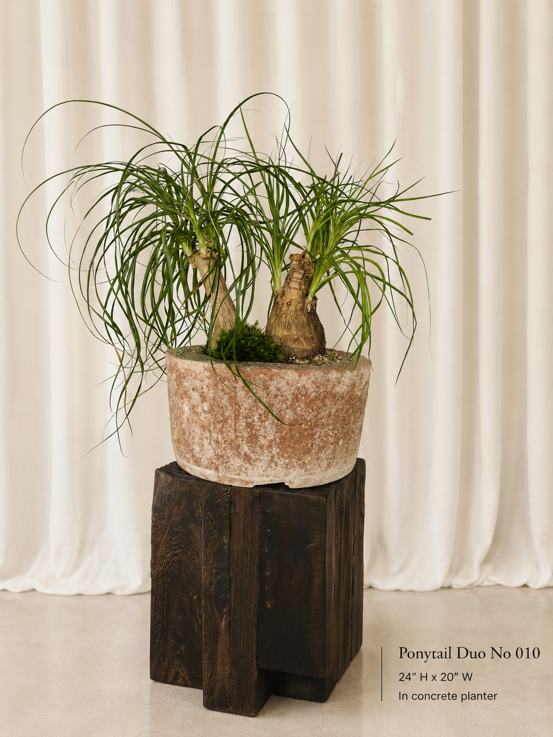 Plant Compositions