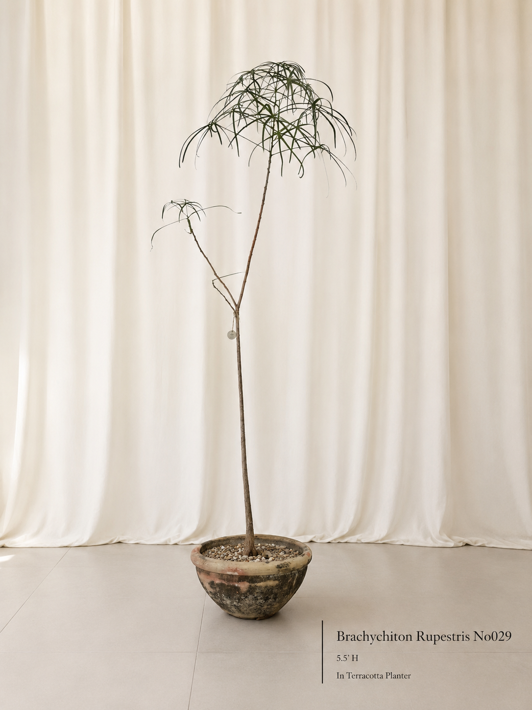 Queensland Bottle Tree (Brachychiton Rupestris)