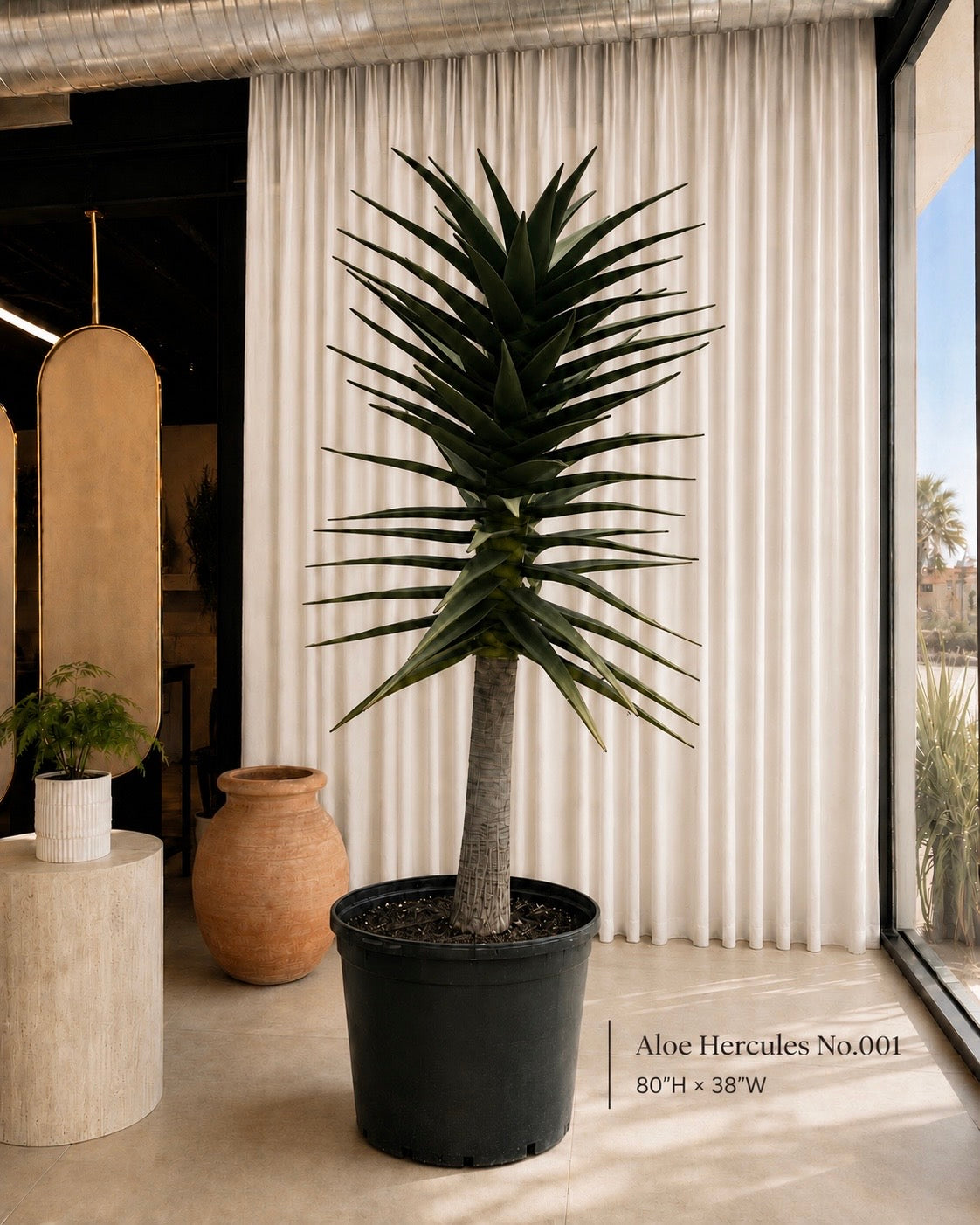 Aloe Hercules