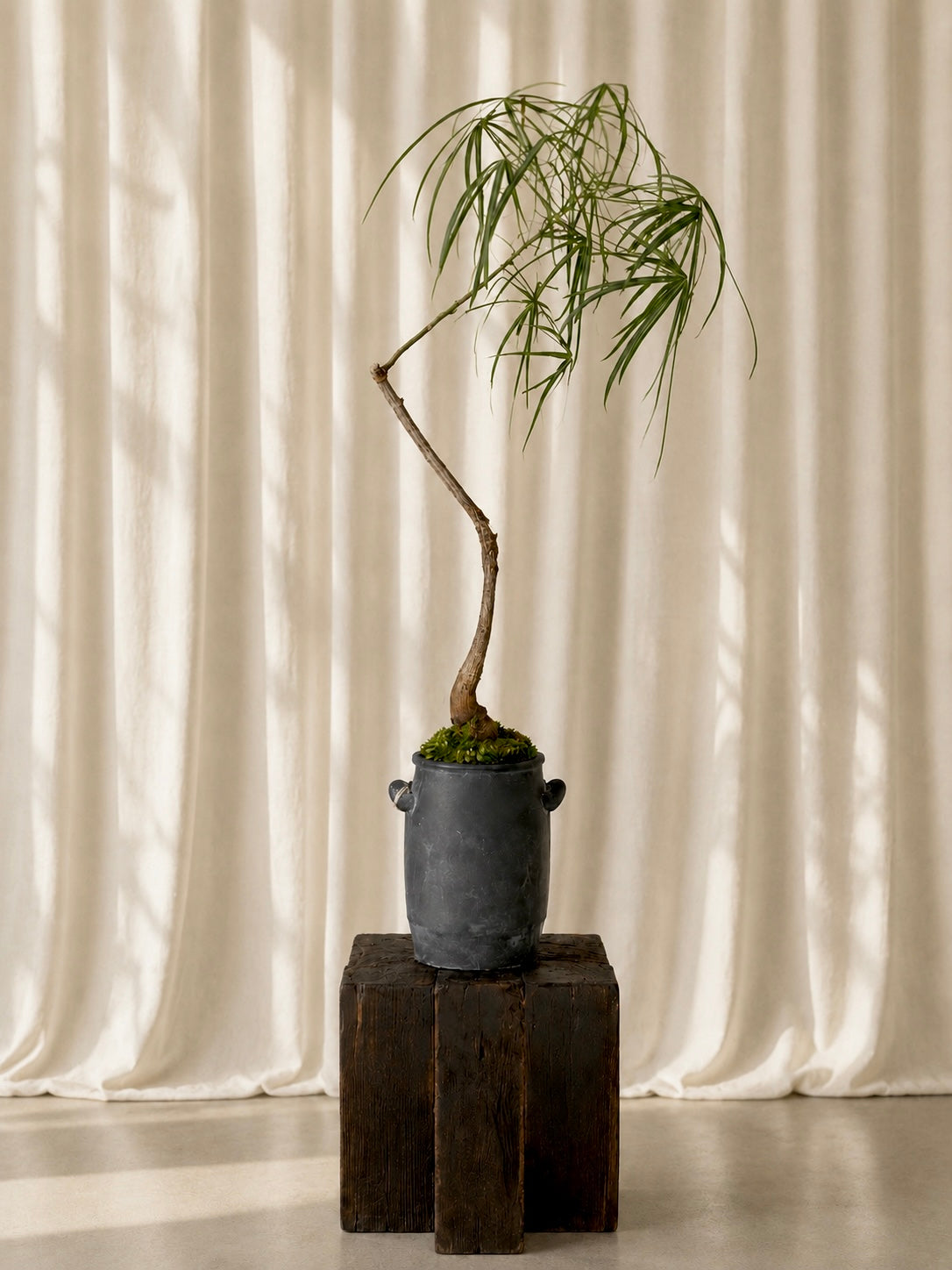 Queensland Bottle Tree (Brachychiton Rupestris)
