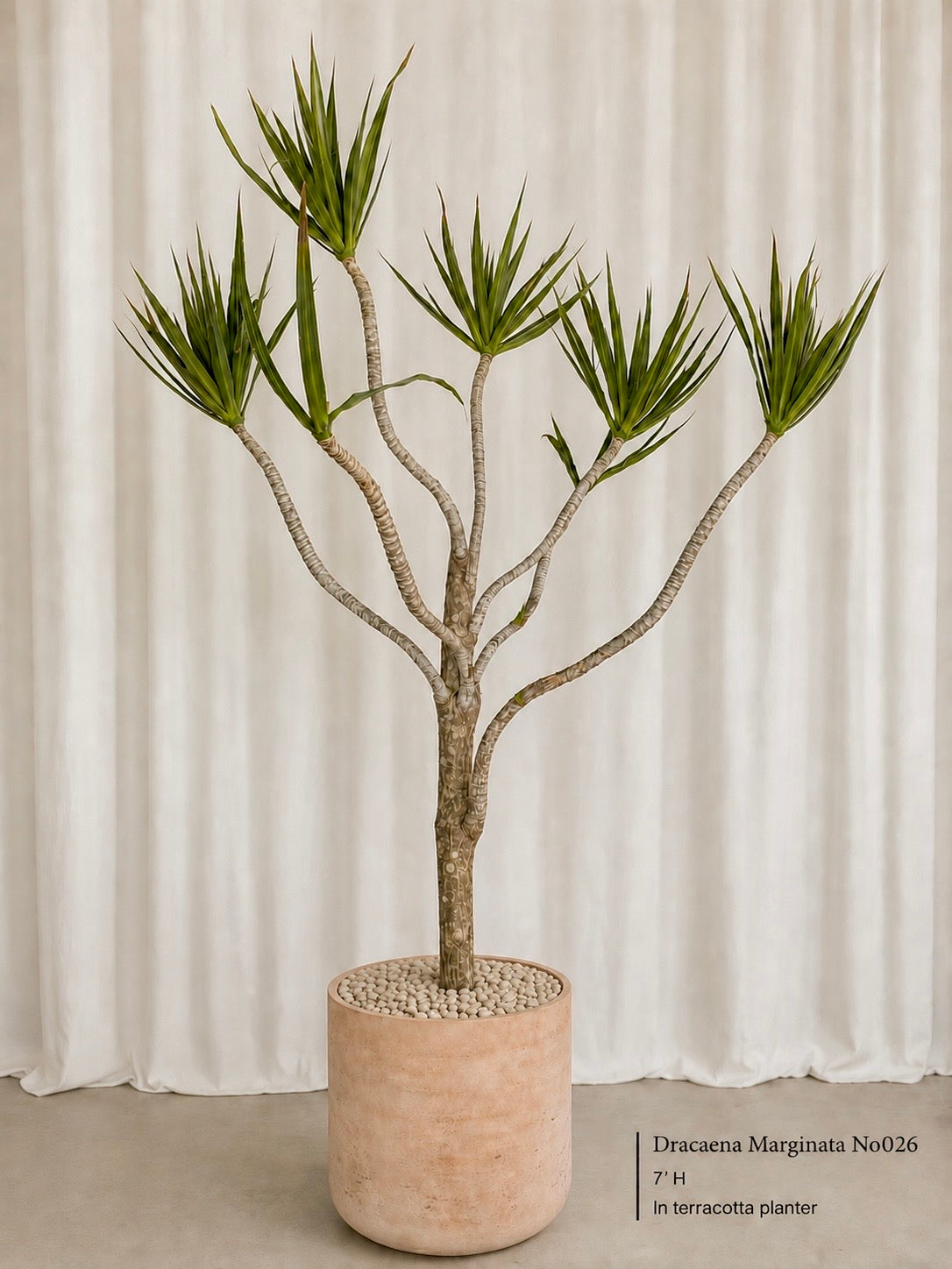Dragon Tree (Dracaena Marginata)