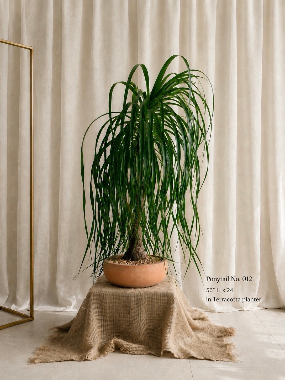 Ponytail palm (Beaucarnea recurvata)