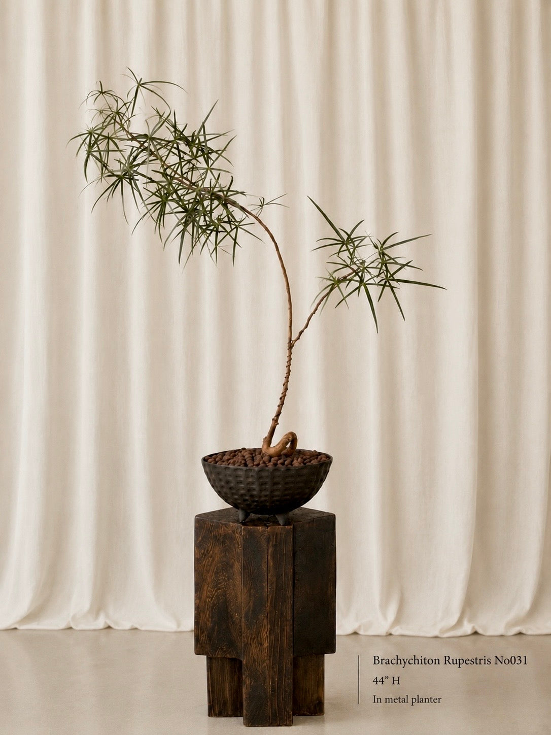 Queensland Bottle Tree (Brachychiton Rupestris)