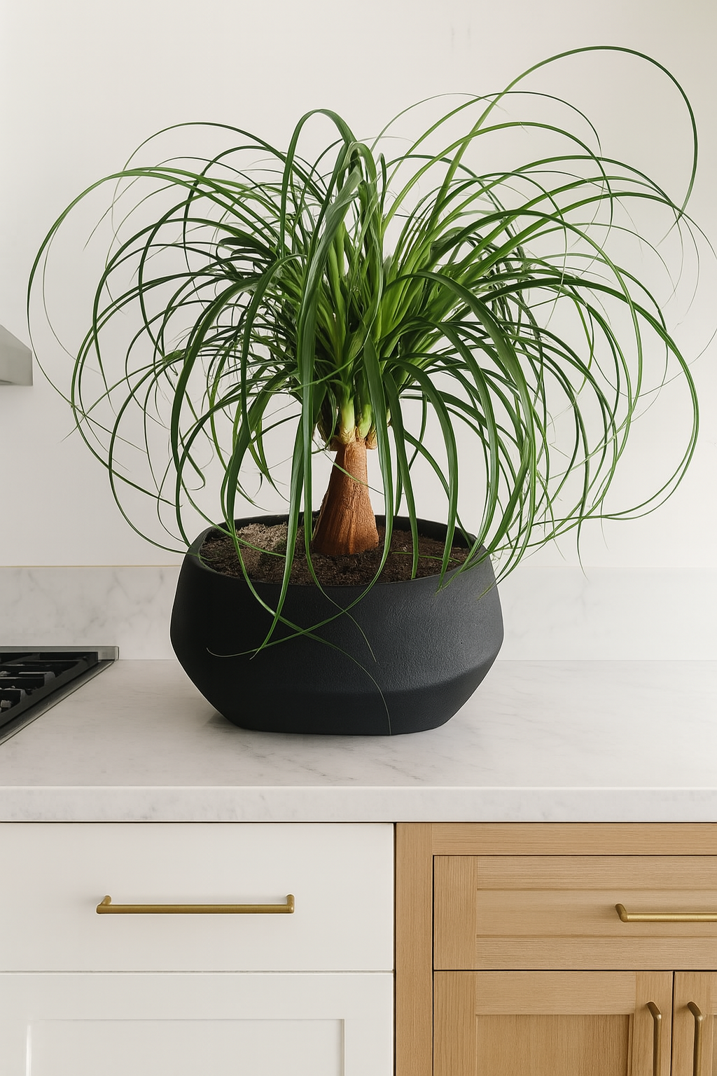 Ponytail palm (Beaucarnea recurvata)