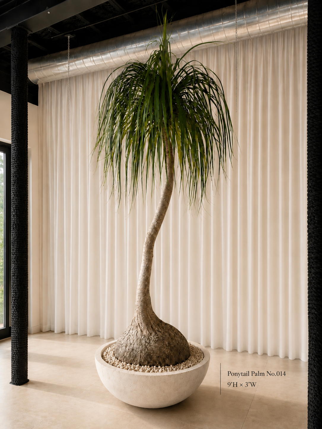 PONYTAIL PALM (BEAUCARNEA RECURVATA)