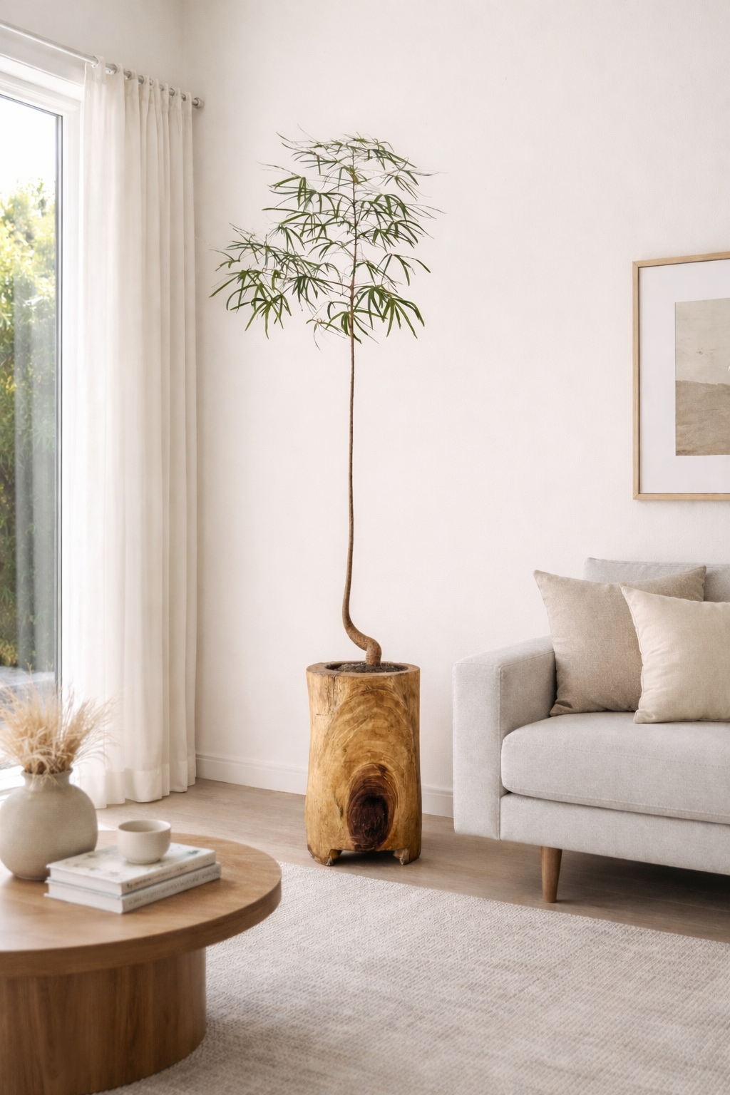 Queensland Bottle Tree (Brachychiton Rupestris)