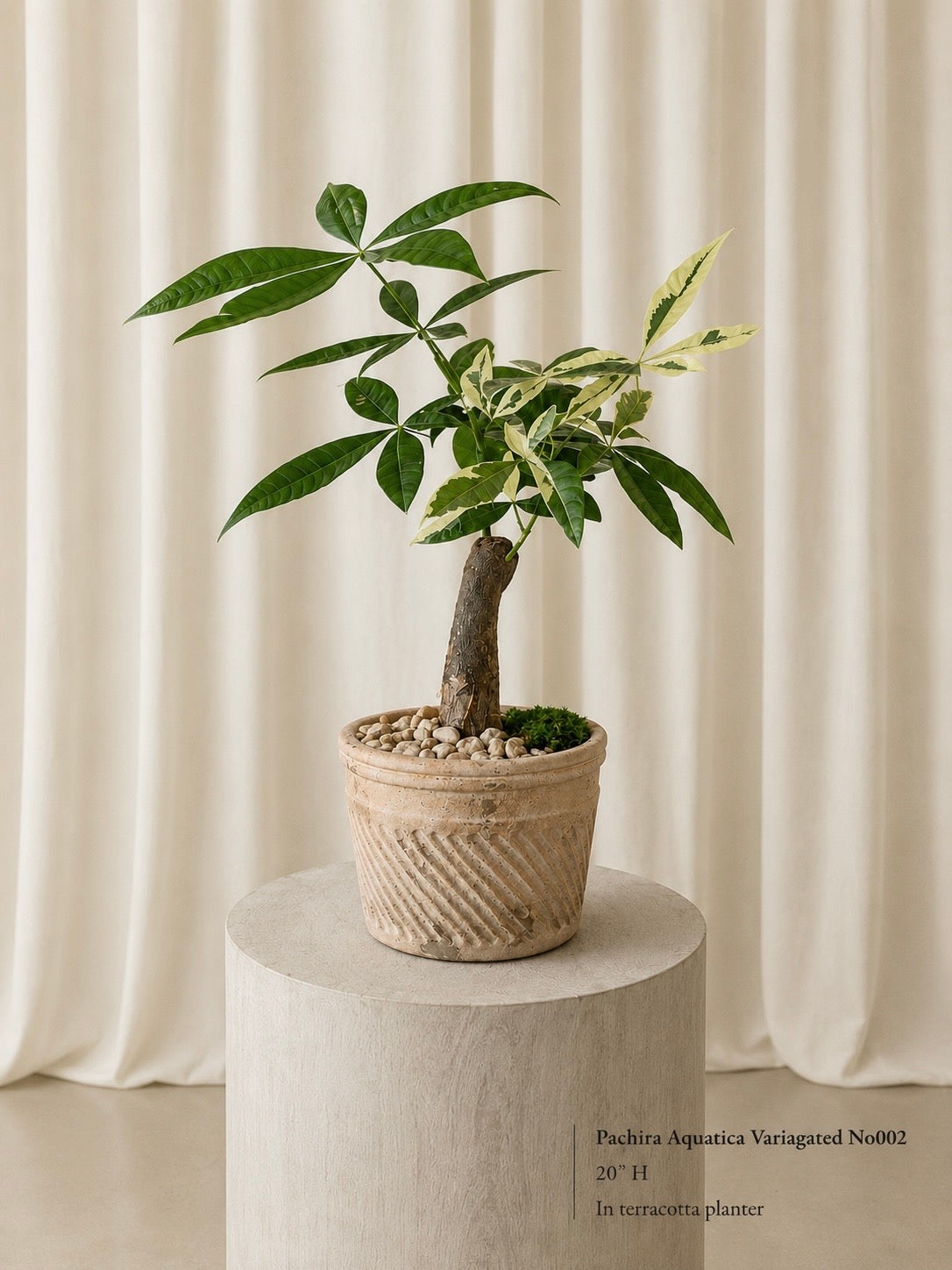 Money Tree (Pachira Aquatica)