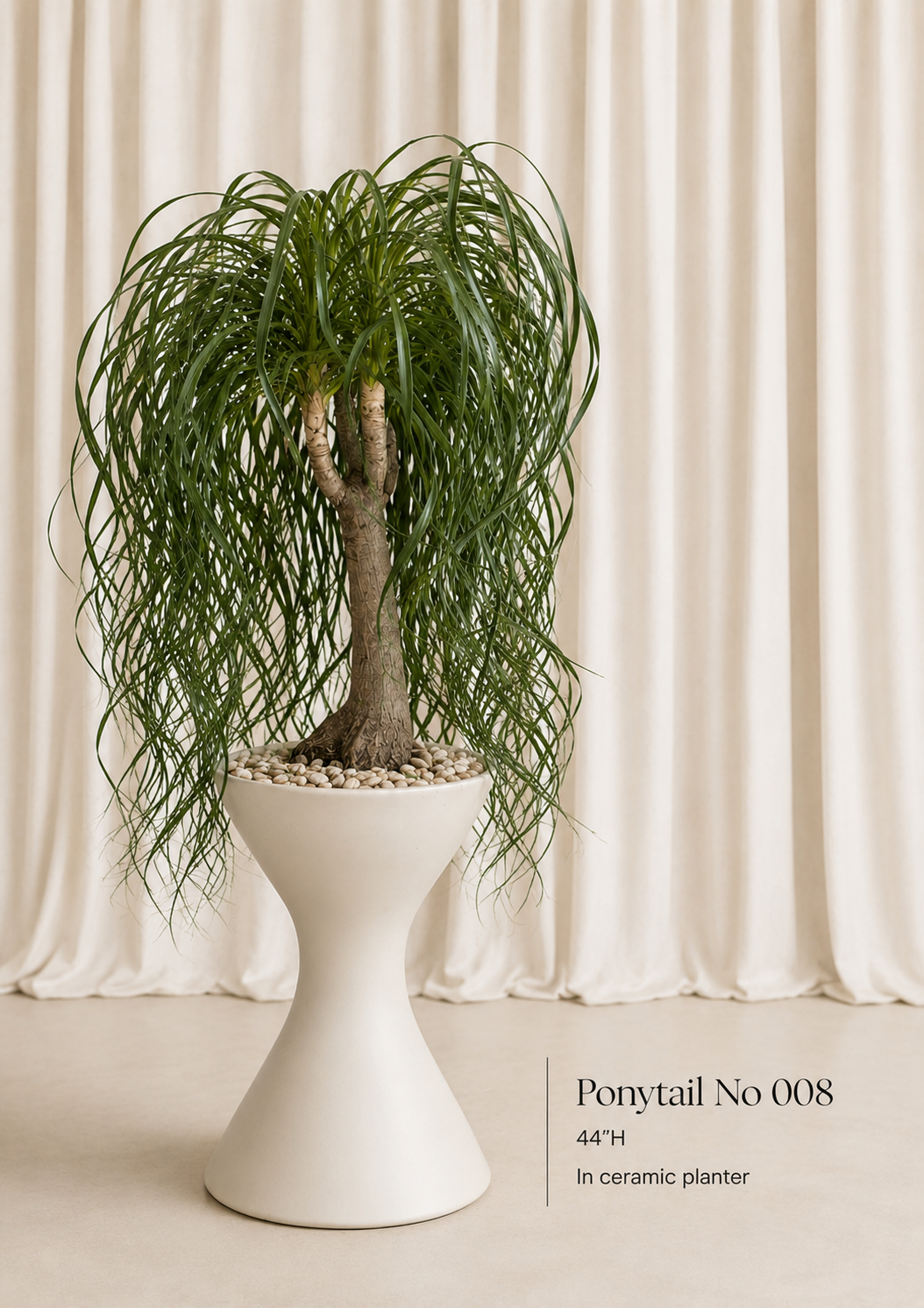 Ponytail palm (Beaucarnea recurvata)