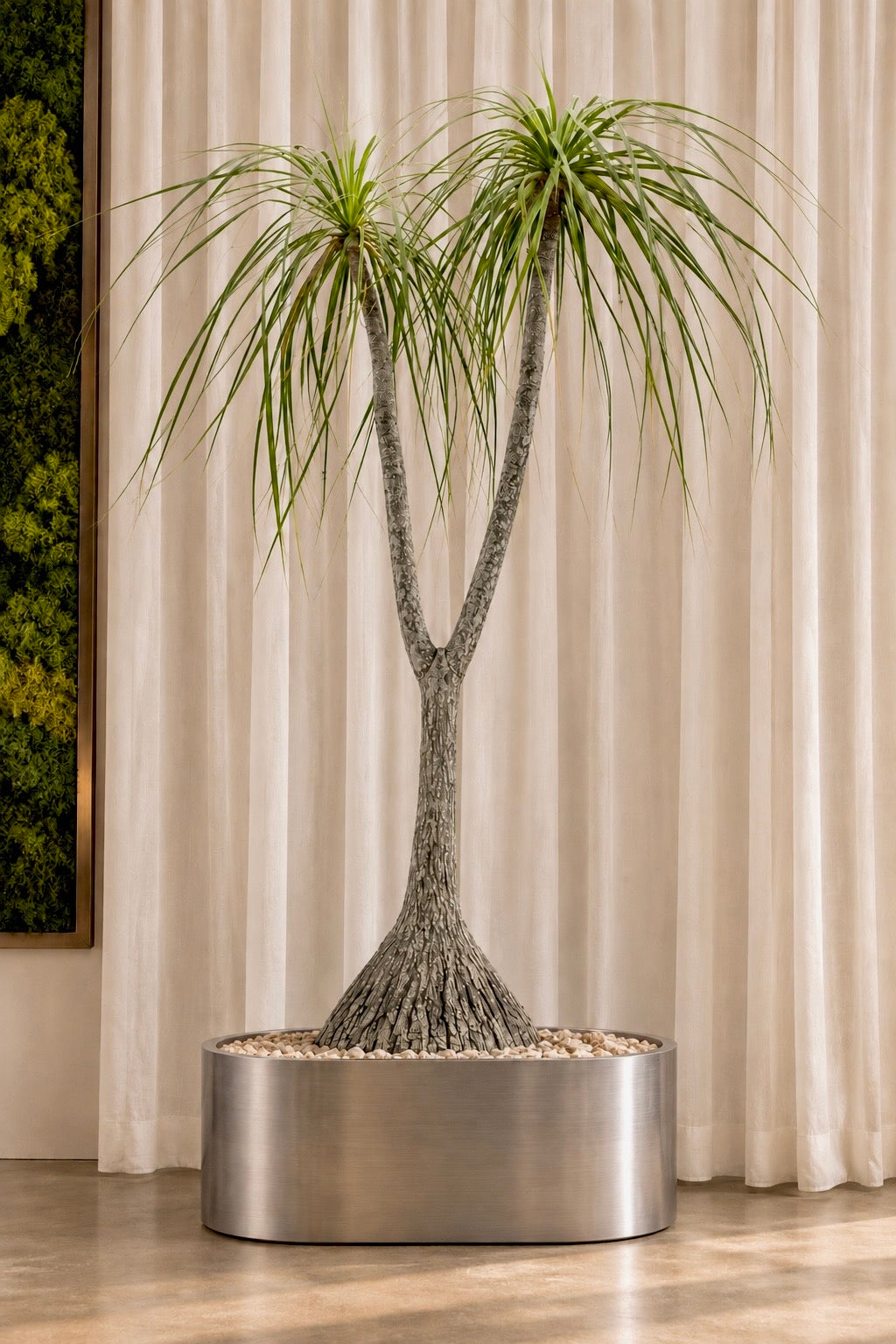 PONYTAIL PALM (BEAUCARNEA RECURVATA)