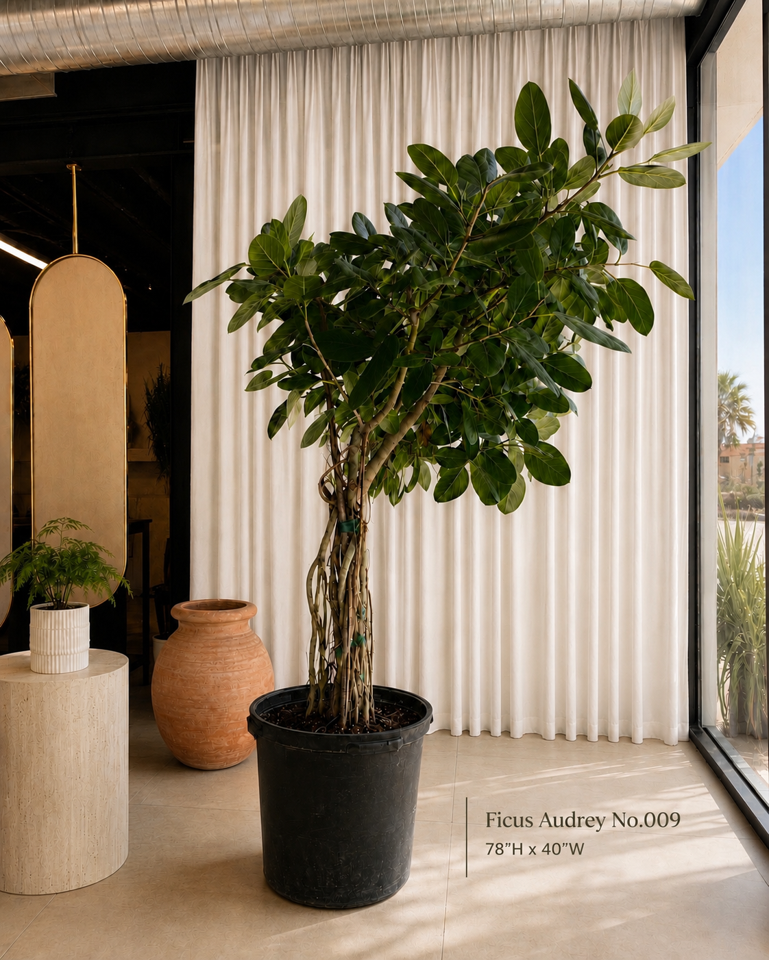 Ficus Audrey (Ficus benghalensis)