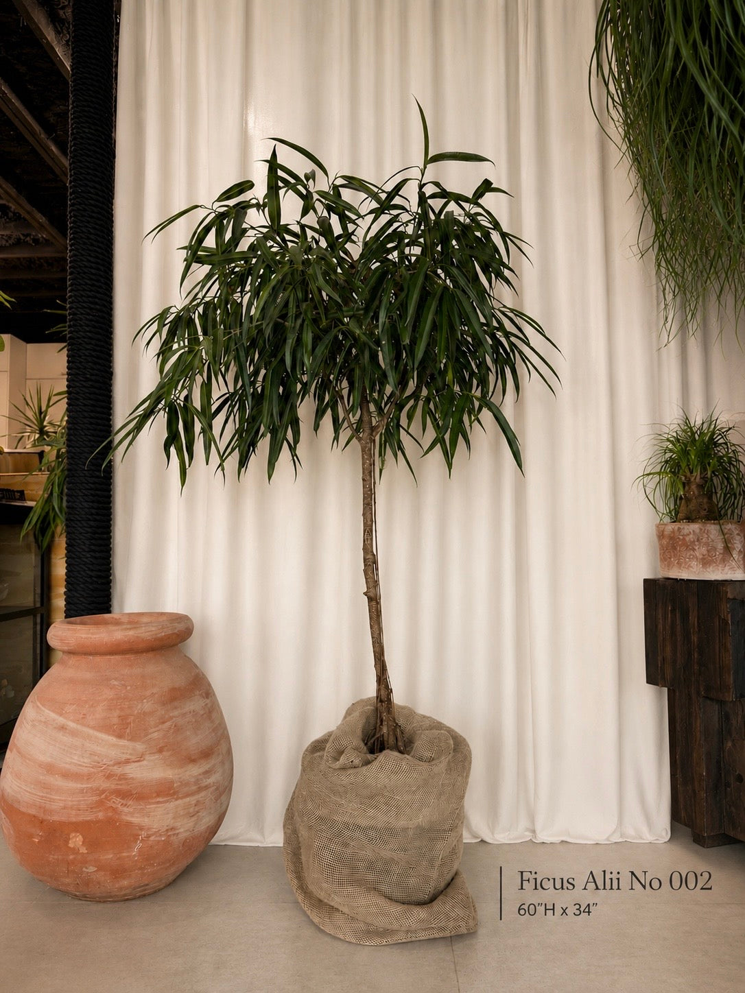 Ficus Alii (Ficus Maclellandii)