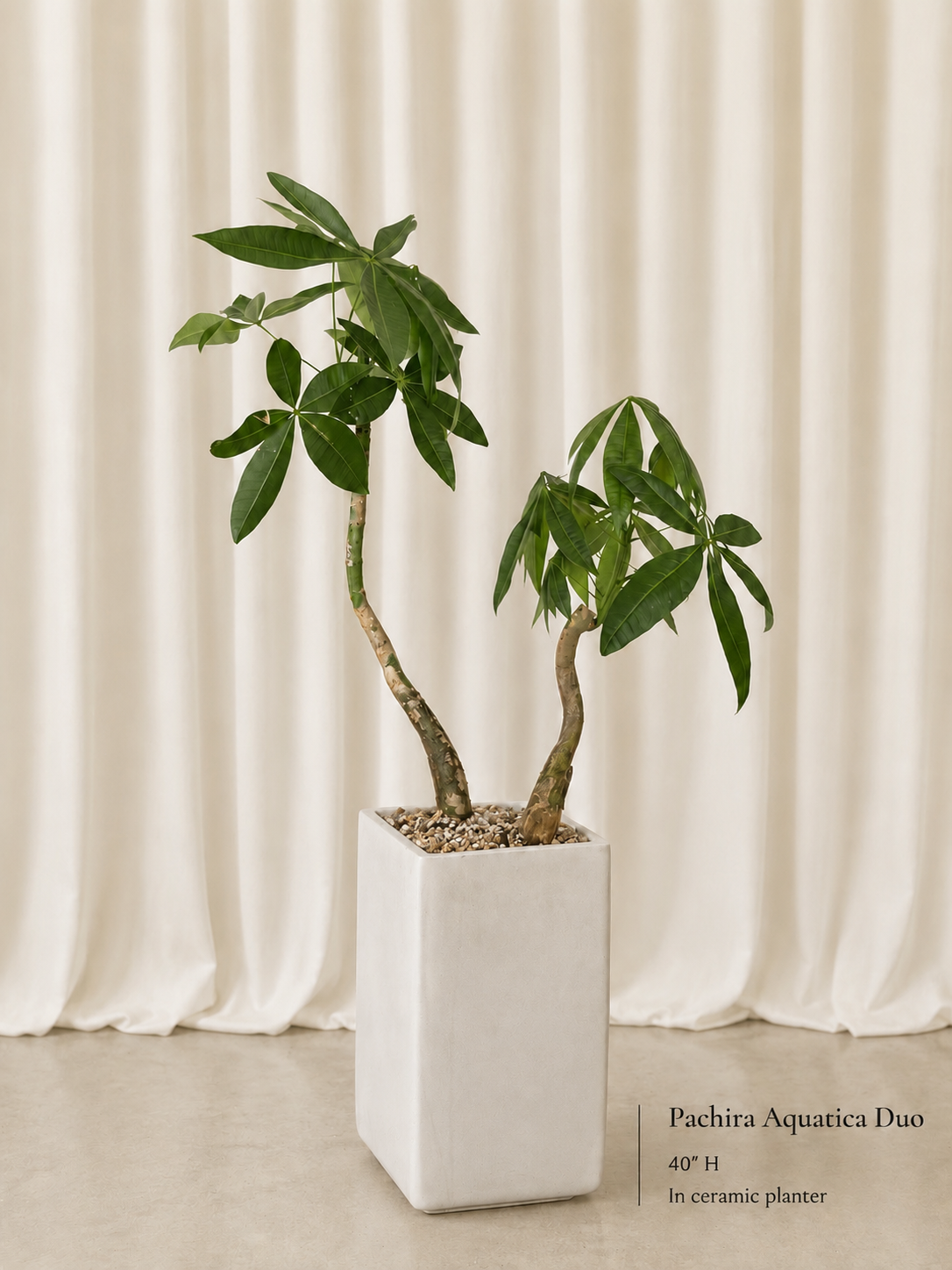 Plant Compositions