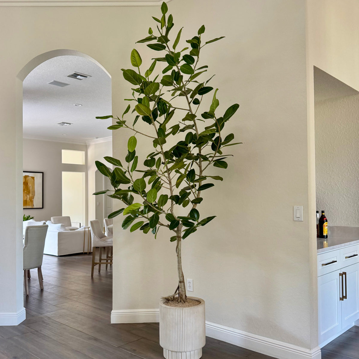 ficus audrey amazon Ficus Audrey (Ficus benghalensis)