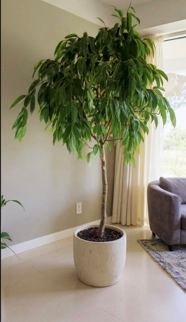 Ficus Amstel King