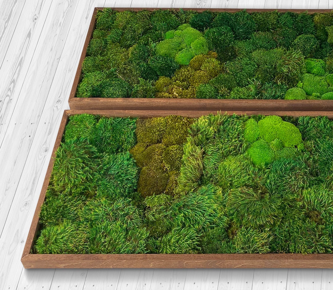 Moss Wall Art. Moss Art. Preserved Moss. Living wall.  Plant wall decor