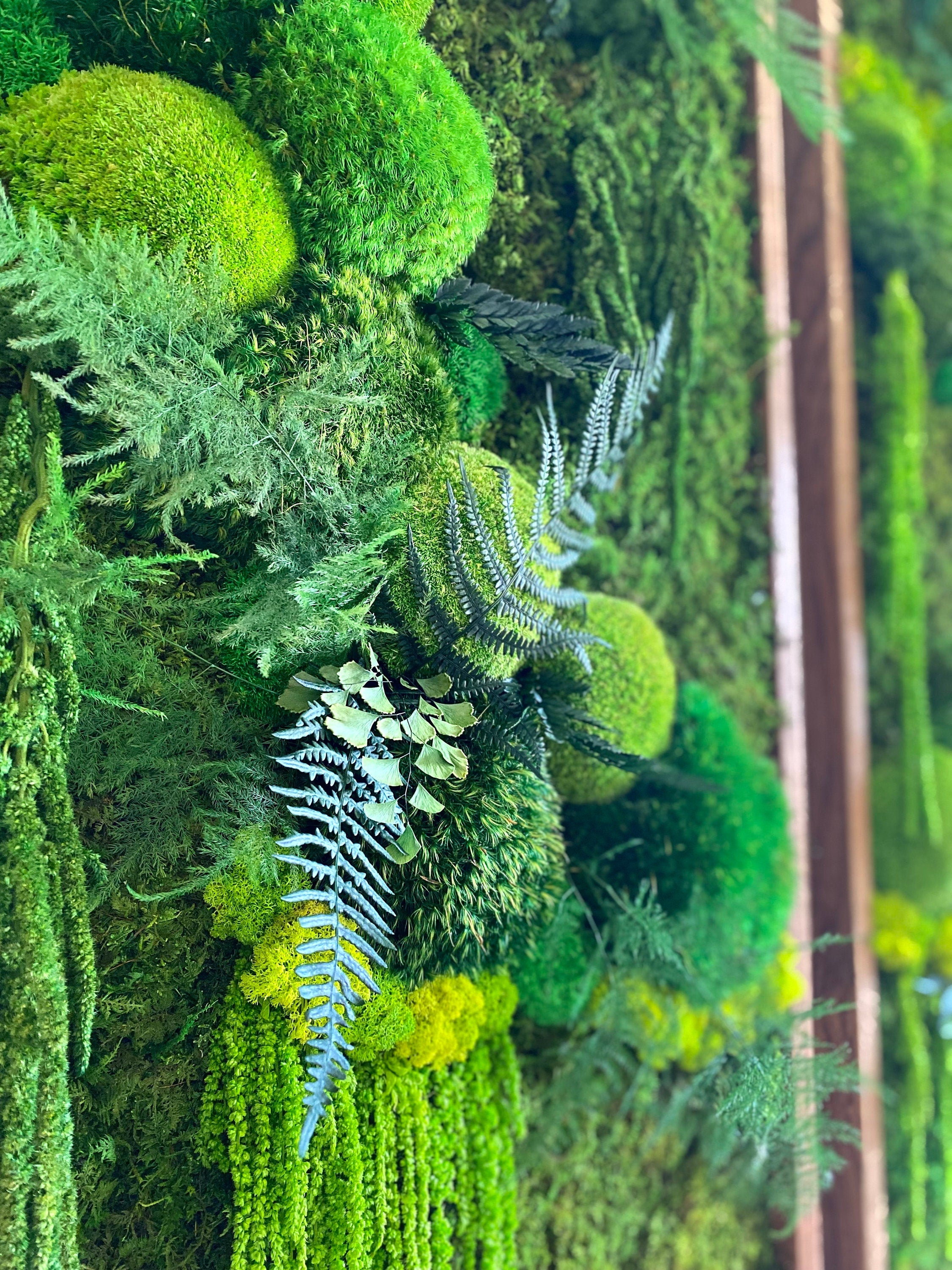 Moss Wall Art. Moss Art. Preserved Moss. Living wall. Plant wall decor