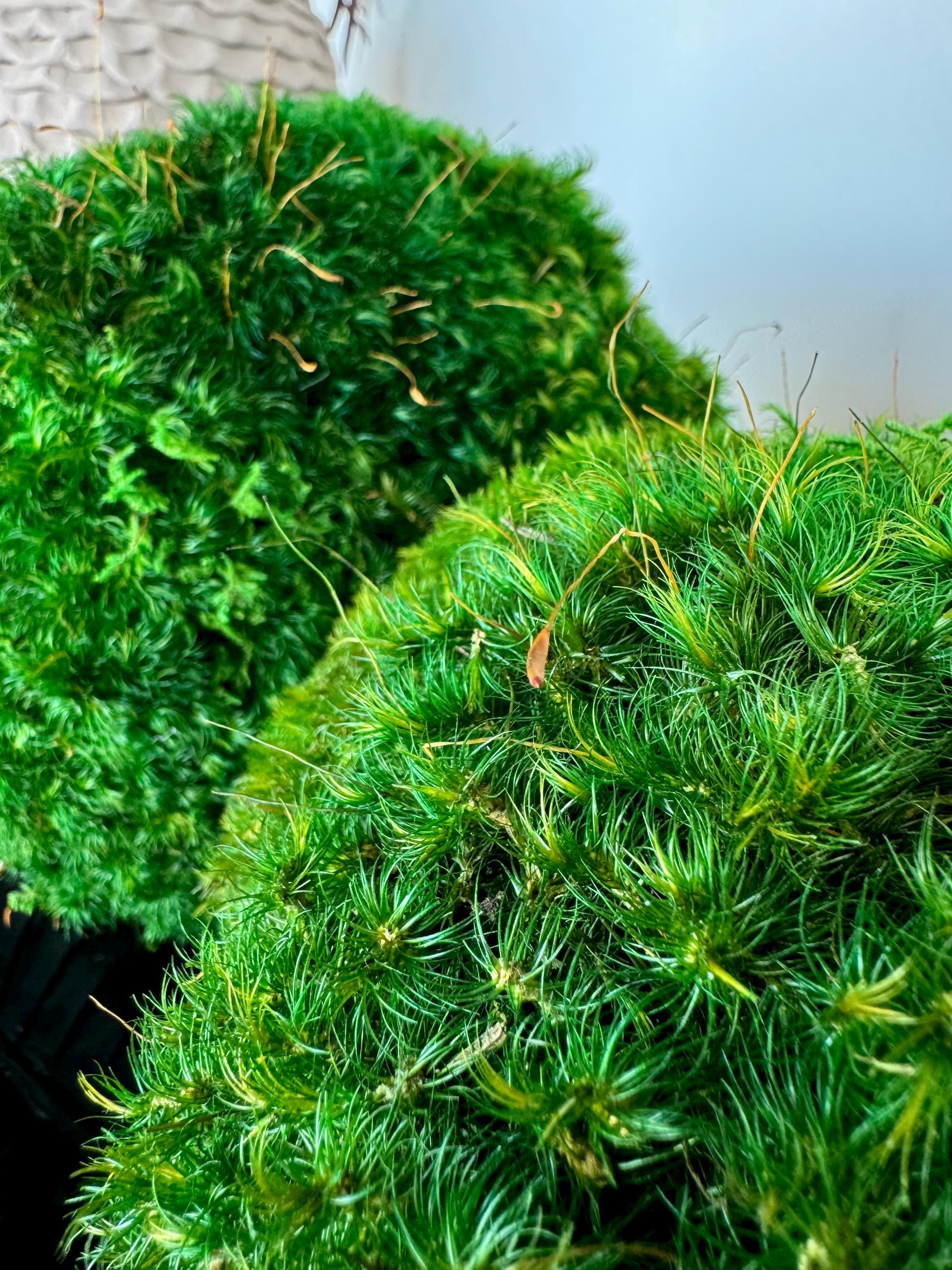 Mood Moss Balls, Decorative Sphere, Preserved moss balls, Moss centerpiece, Decorative Orbs, Dark green moss balls.