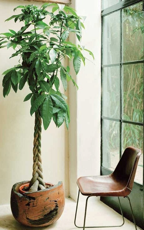 Money Tree (Pachira Aquatica)